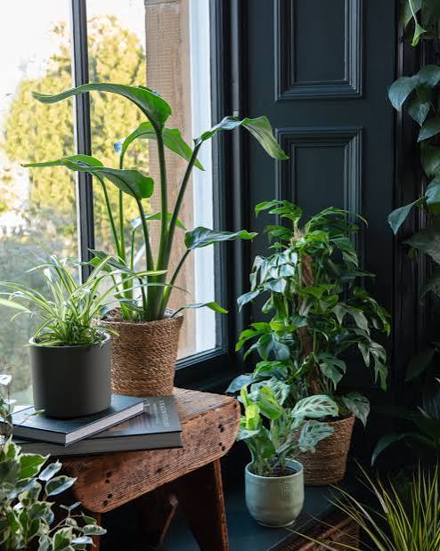 Houseplants