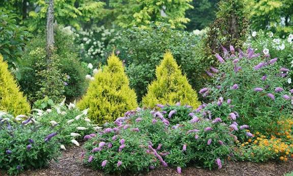 Trees and shrubs at Rolling Ridge Nursery