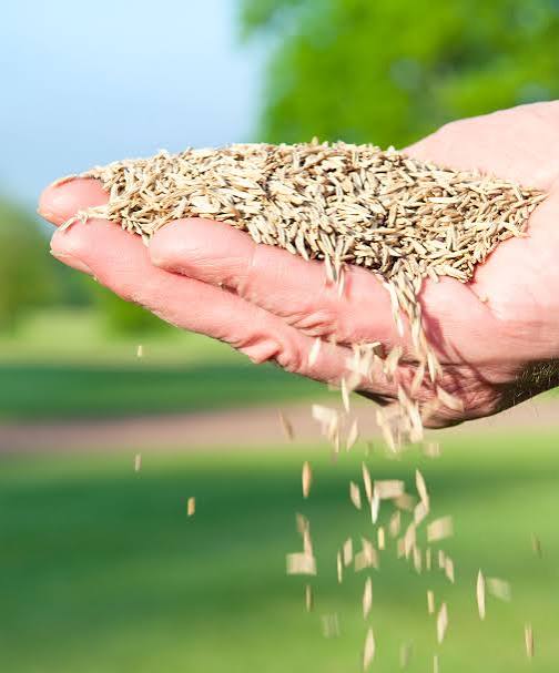 Grass Seed