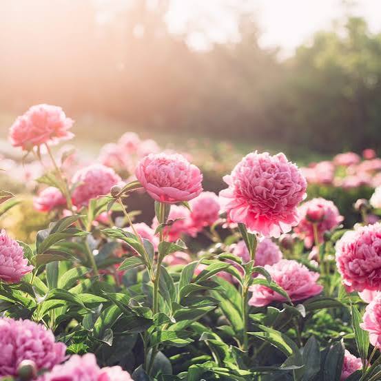 Peonies