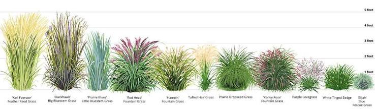 Perennial Grasses