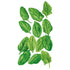 Spinach Oceanside seed packet photo