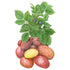 Potato Clancy seed packet photo