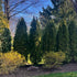 Arborvitae &