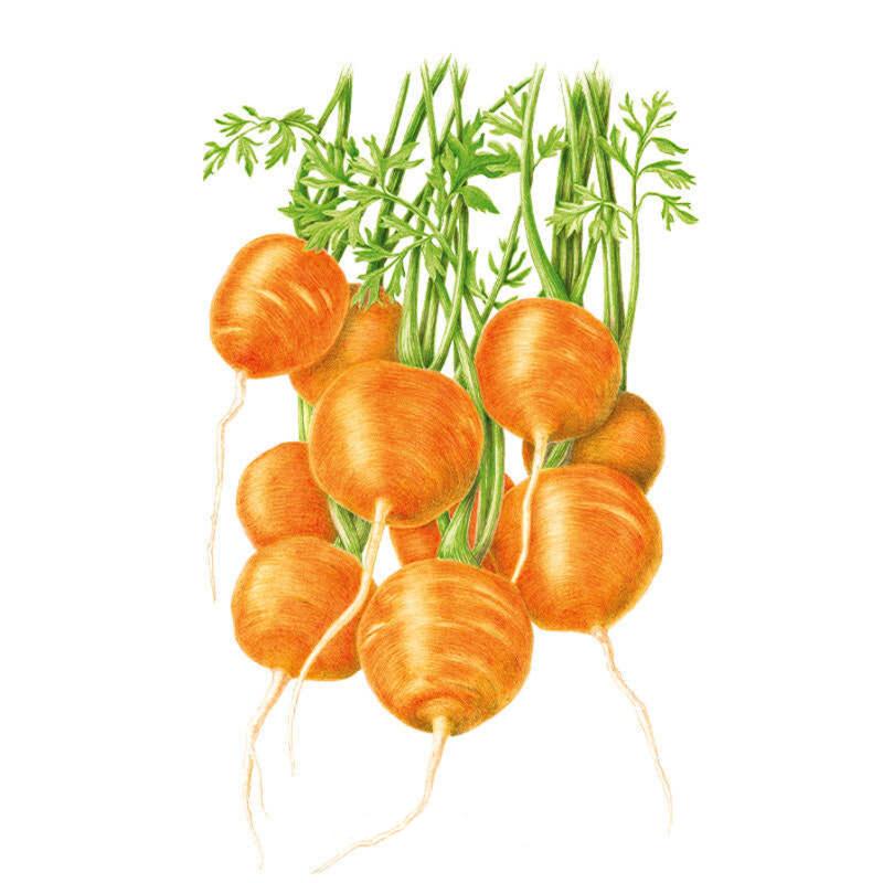 Carrot Tonda di Parigi Seed Packet seed packet photo