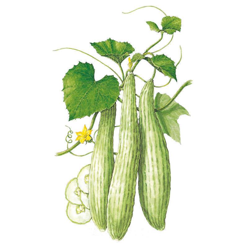 Cucumber Armenian Seed Packet seed packet photo