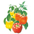 Pepper Sweet Bell Blend seed packet photo