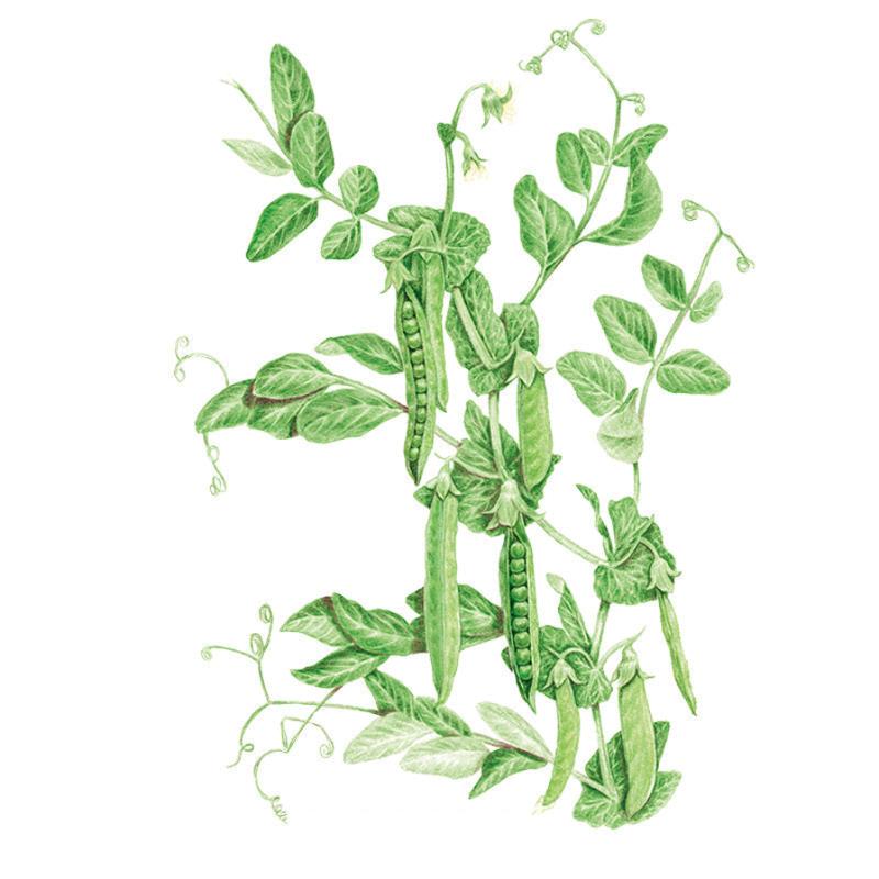 Pea Green Arrow seed packet photo