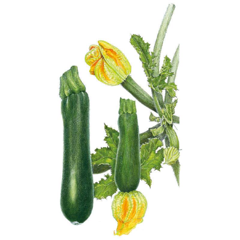 Squash Black Beauty seed packet photo