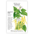 Bean Bush Gold Rush Seed Packet seed packet photo
