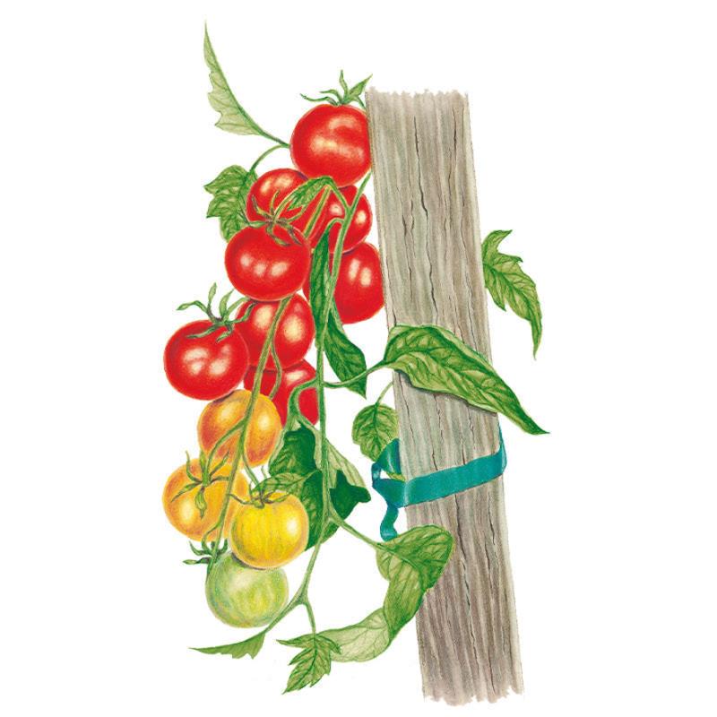 Tomato Gardener’s Delight seed packet photo