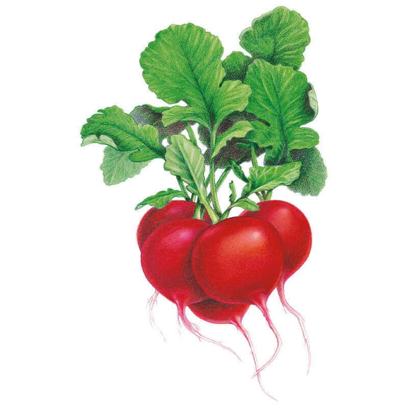 Radish Crimson Giant seed packet photo
