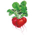 Radish Crimson Giant seed packet photo