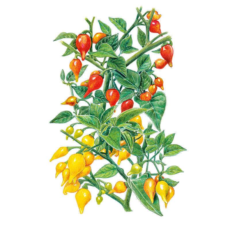 Pepper Biquinho Red &amp; Yellow seed packet photo
