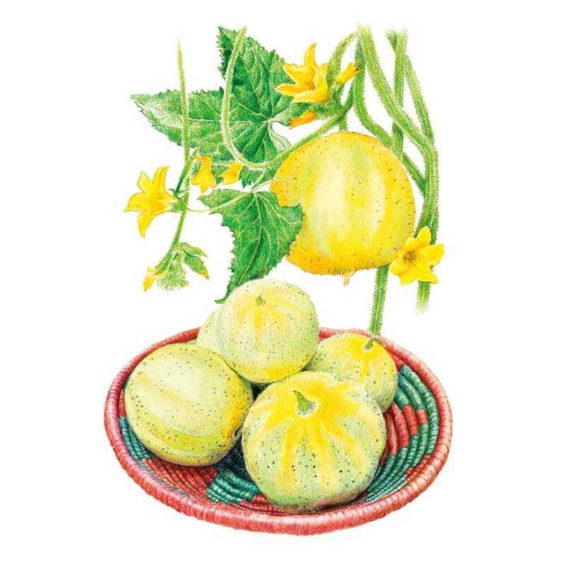 Cucumber Lemon Seed Packet seed packet photo