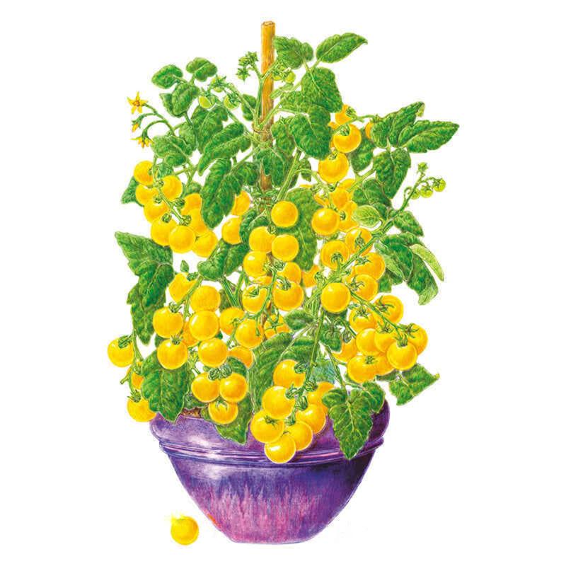 Tomato Patio Choice Yellow Seed Packet seed packet photo