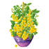 Tomato Patio Choice Yellow Seed Packet seed packet photo