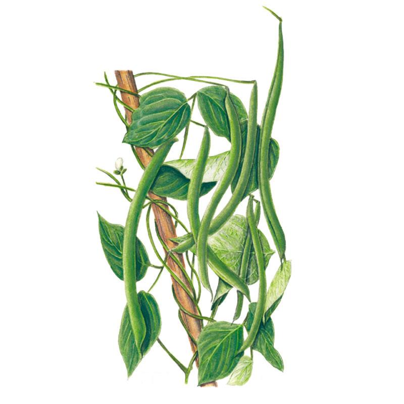 Bean Pole Kentucky Wonder Seed Packet seed packet photo