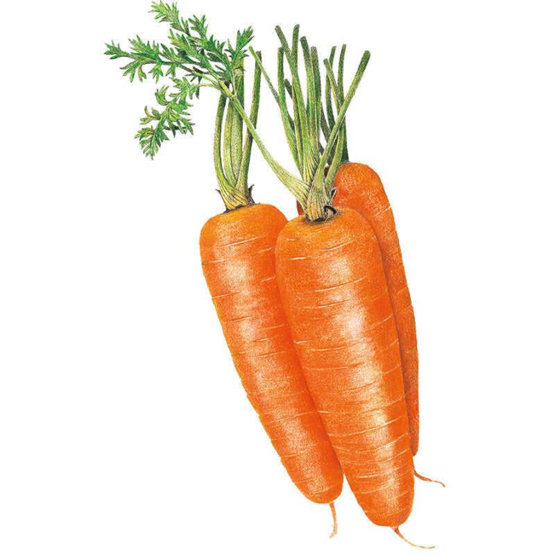Carrot Shin Kuroda Seed Packet seed packet photo