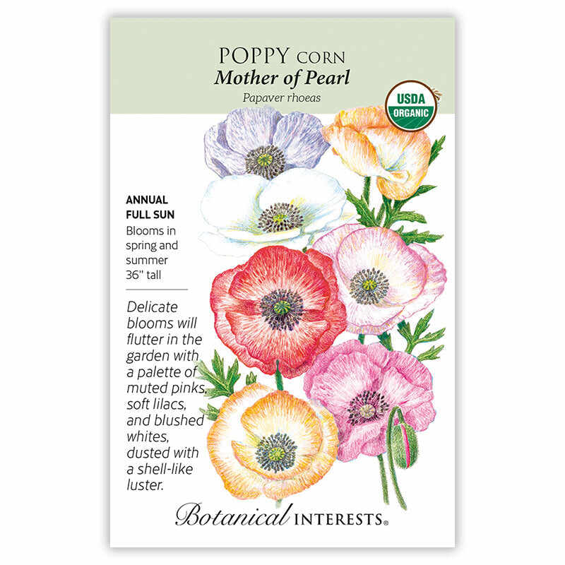 Poppy Corn Mother of Pearl  Org Seed Packet