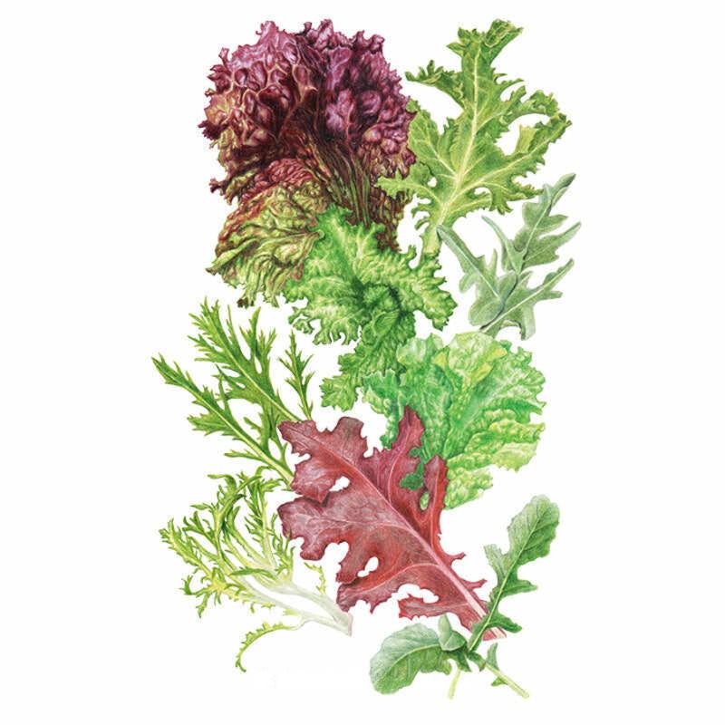 Lettuce Chefs Choice Seed Packet seed packet photo