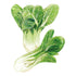 Bok Choy Choko Seed Packet seed packet photo