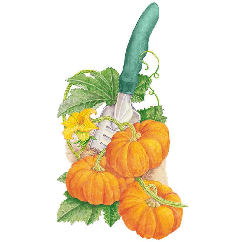 Pumpkin Jack Be Little seed packet photo