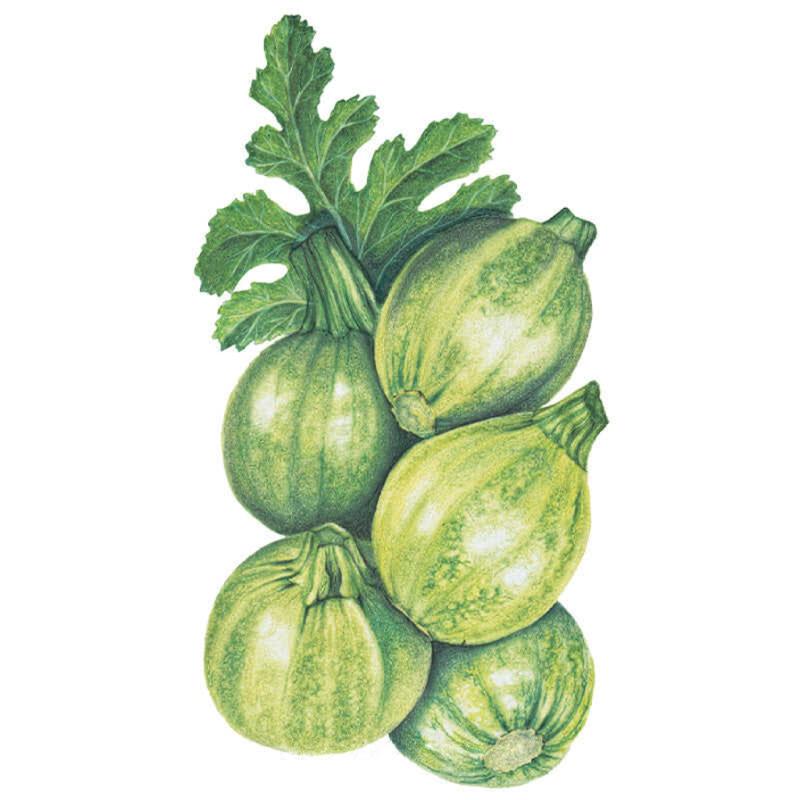 Squash Ramek Zucchini seed packet photo