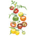 Tomato Rainbow Blend Seed Packet seed packet photo