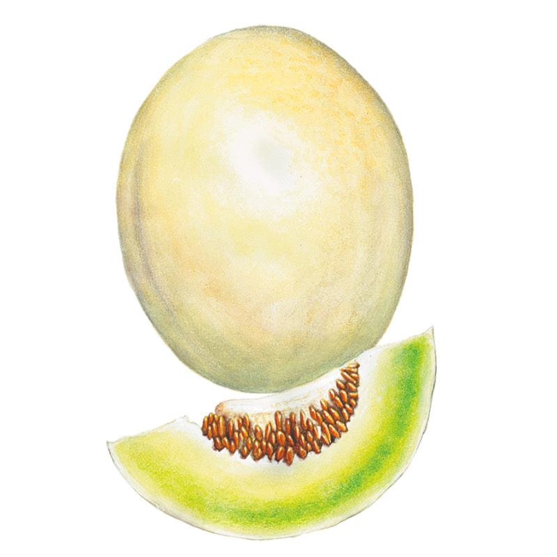 Melon Sweet Delight seed packet photo