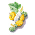 Squash Summer Pattypan seed packet photo