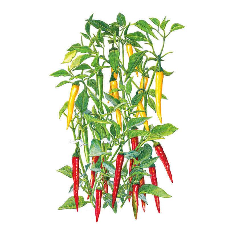 Pepper Cayenne Blend seed packet photo