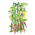 Pepper Cayenne Blend seed packet photo