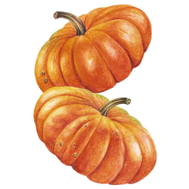 Pumpkin Cinderella seed packet photo