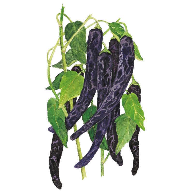 Pepper Pasilla Bajio seed packet photo