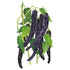 Pepper Pasilla Bajio seed packet photo