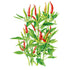 Pepper Thai Hot seed packet photo