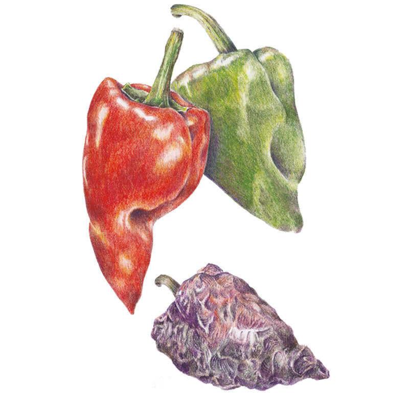 Pepper Ancho Poblano seed packet photo