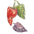 Pepper Ancho Poblano seed packet photo