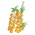 Tomato Sun Gold Seed Packet seed packet photo
