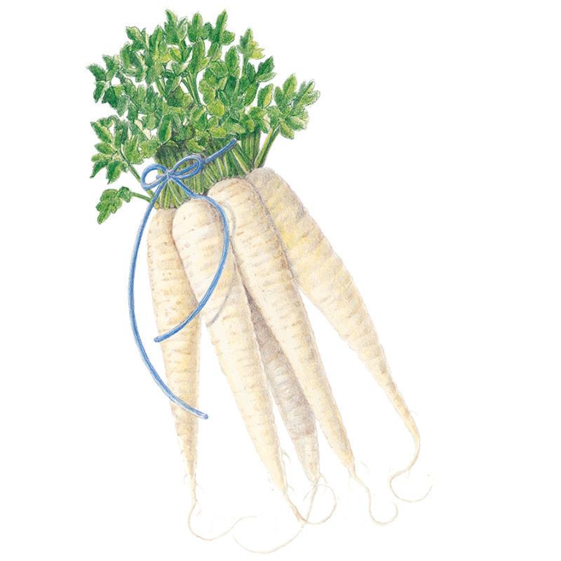 All American Parsnip seed packet photo