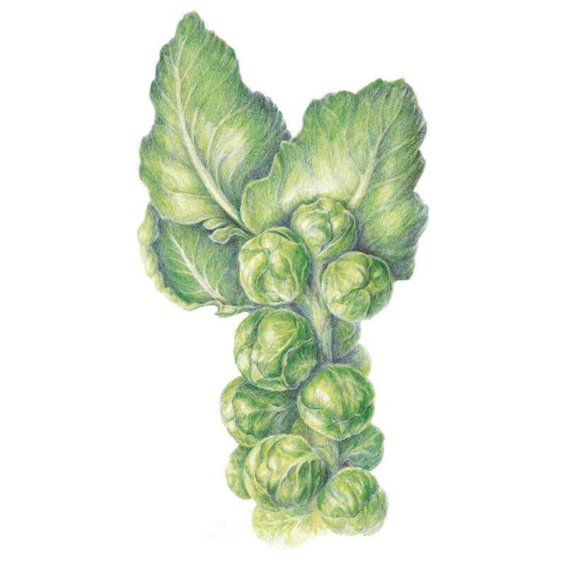 Brussels Sprouts Long Island Seed Packet seed packet photo