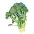 Broccoli Waltham 29 Seed Packet seed packet photo