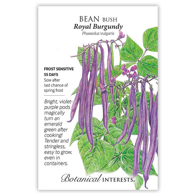 Bean Bush Royal Burgundy Seed Packet seed packet photo
