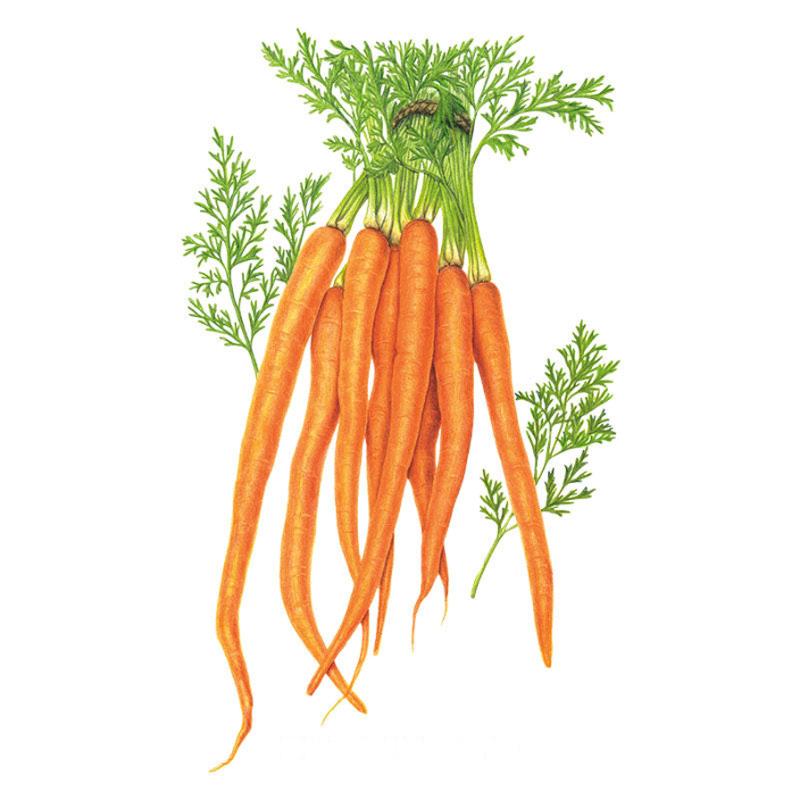 Carrot Tendersweet Seed Packet seed packet photo