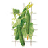 Cucumber Telegraph Improved Seed Packet seed packet photo