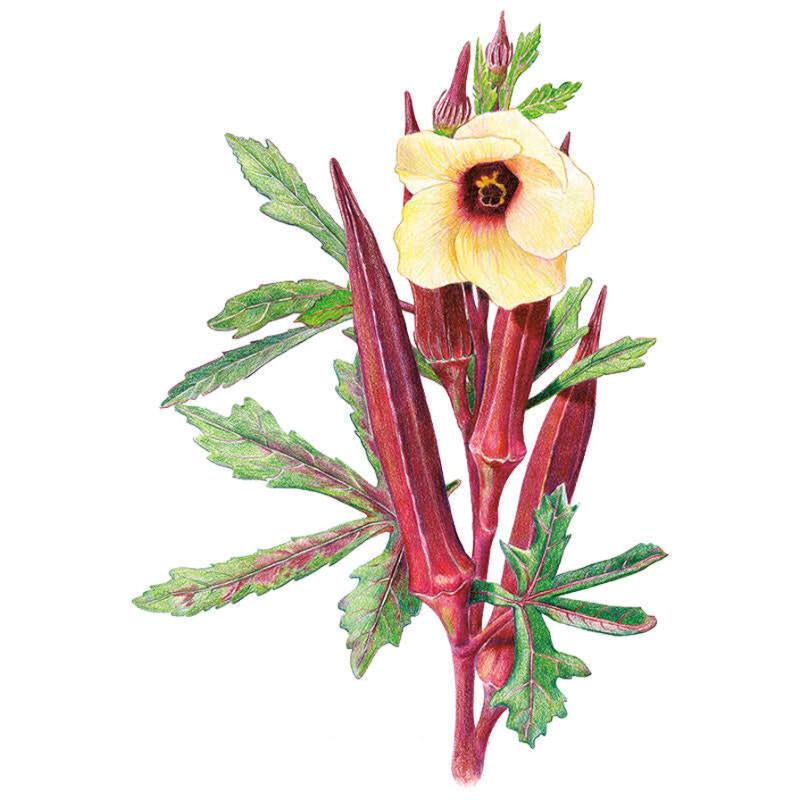 Okra Red Burgundy seed packet photo