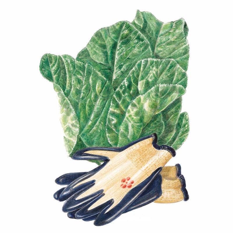 Mustard Florida Broadleaf seed packet photo