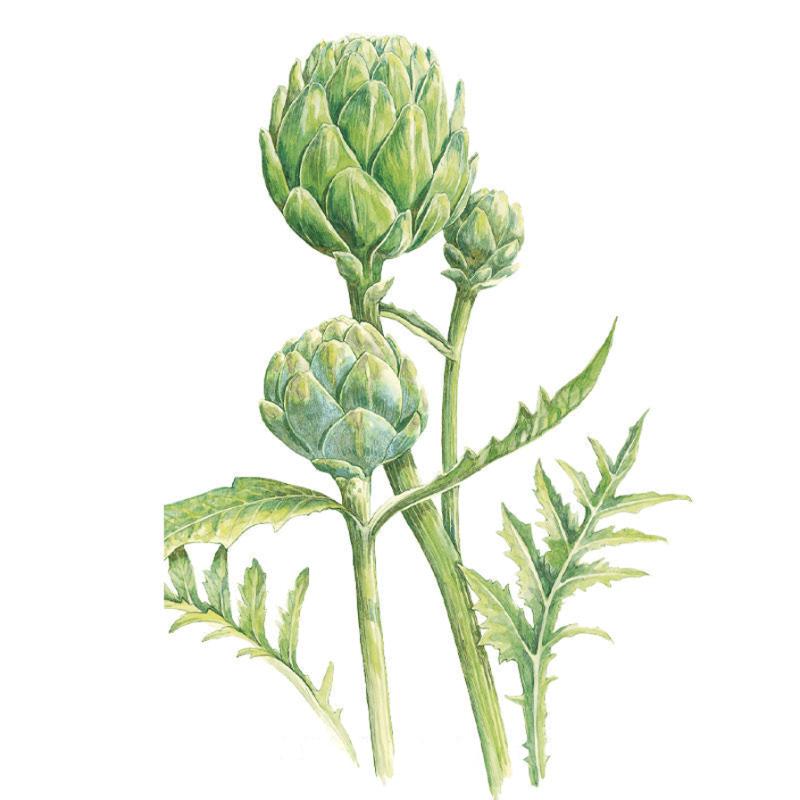 Artichoke Green Globe Improved Seed Packet seed packet photo
