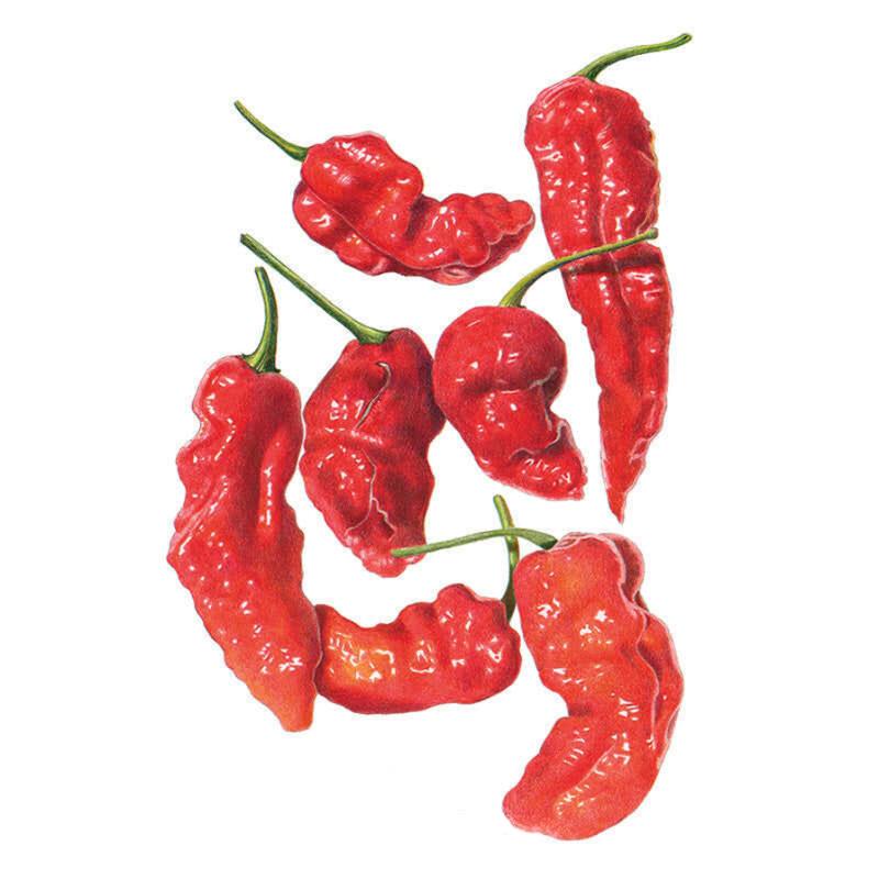Ghost Bhut Jolokia seed packet photo